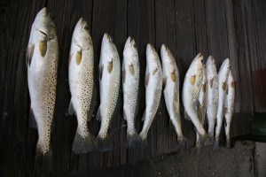 Speckled Trout Fish Catch